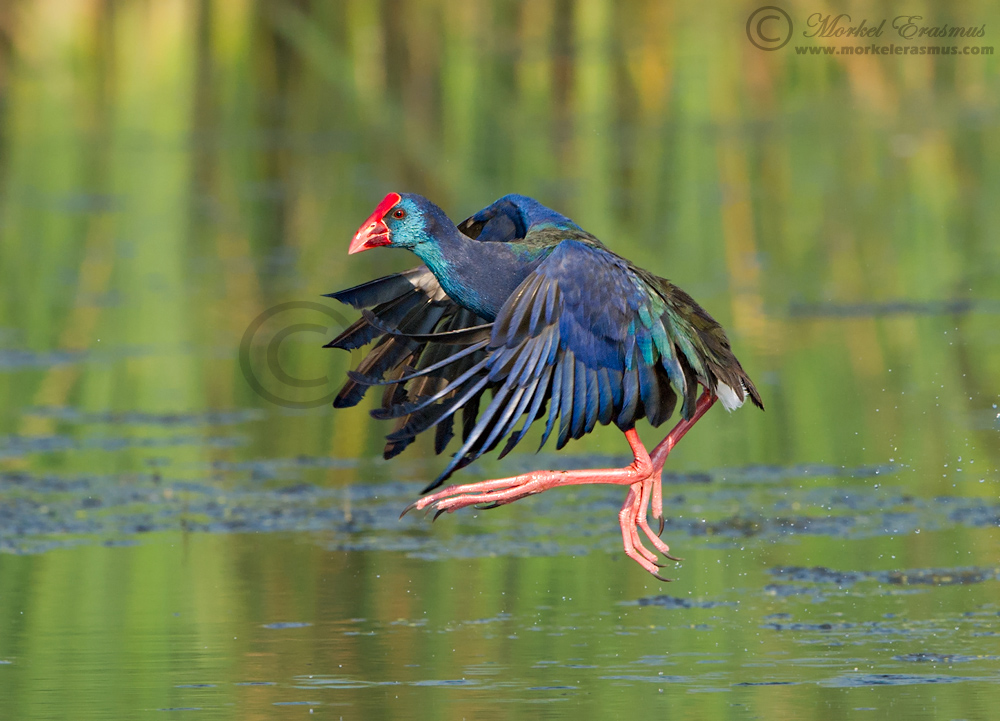 Purple Swamphen