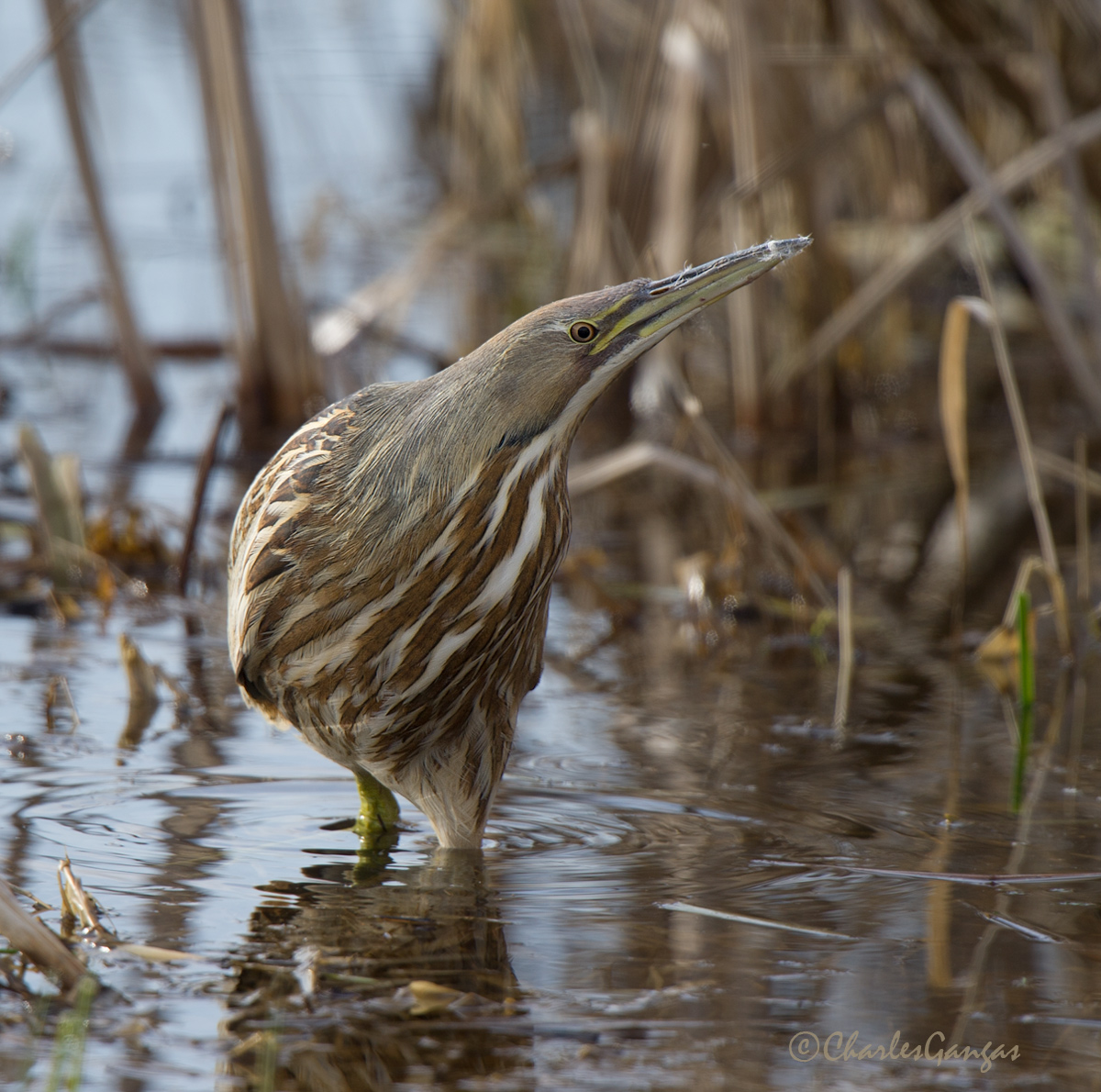 American Bittern