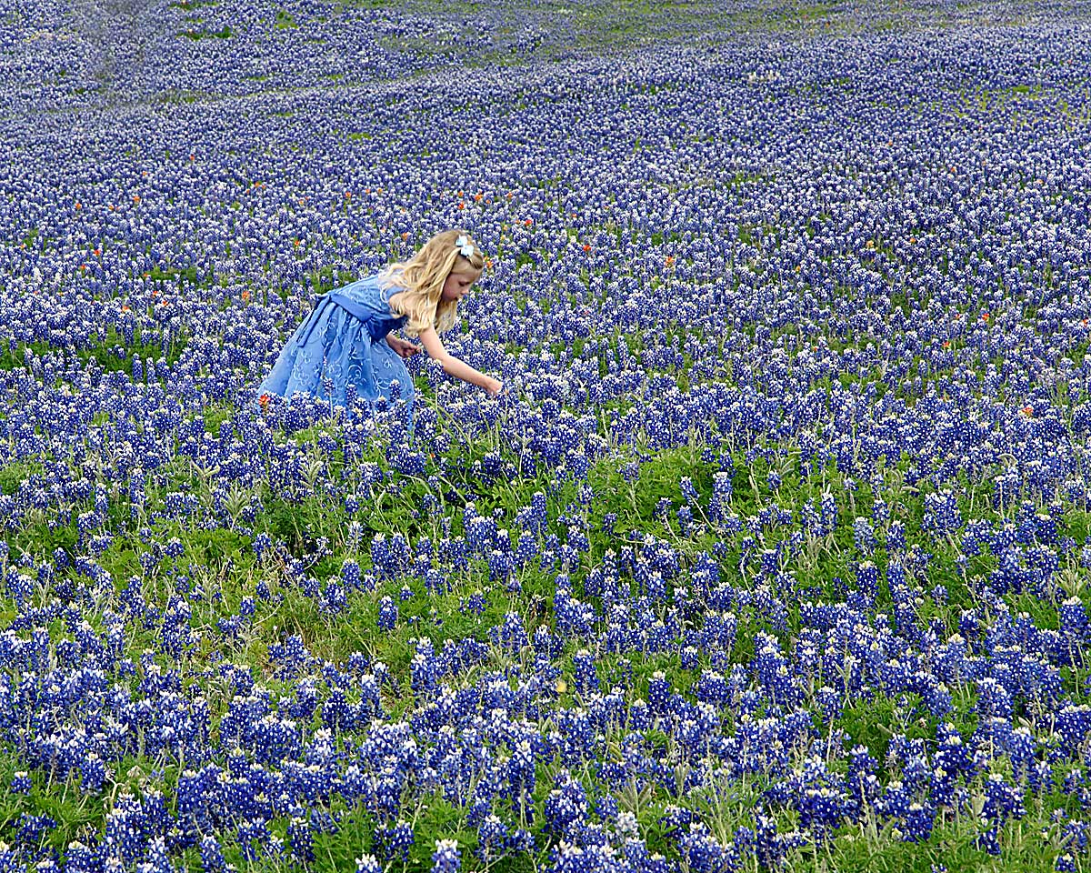 Blubonnet Bonanza