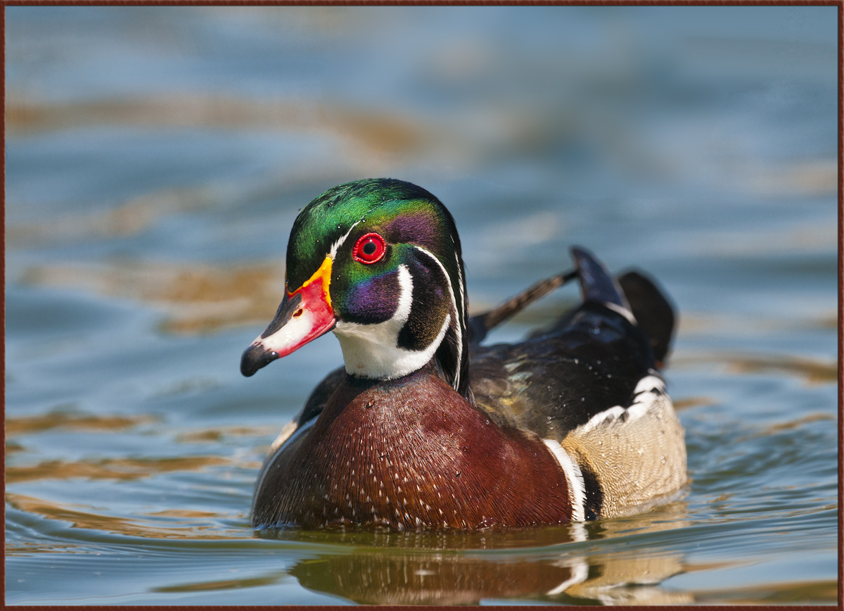 Woodie