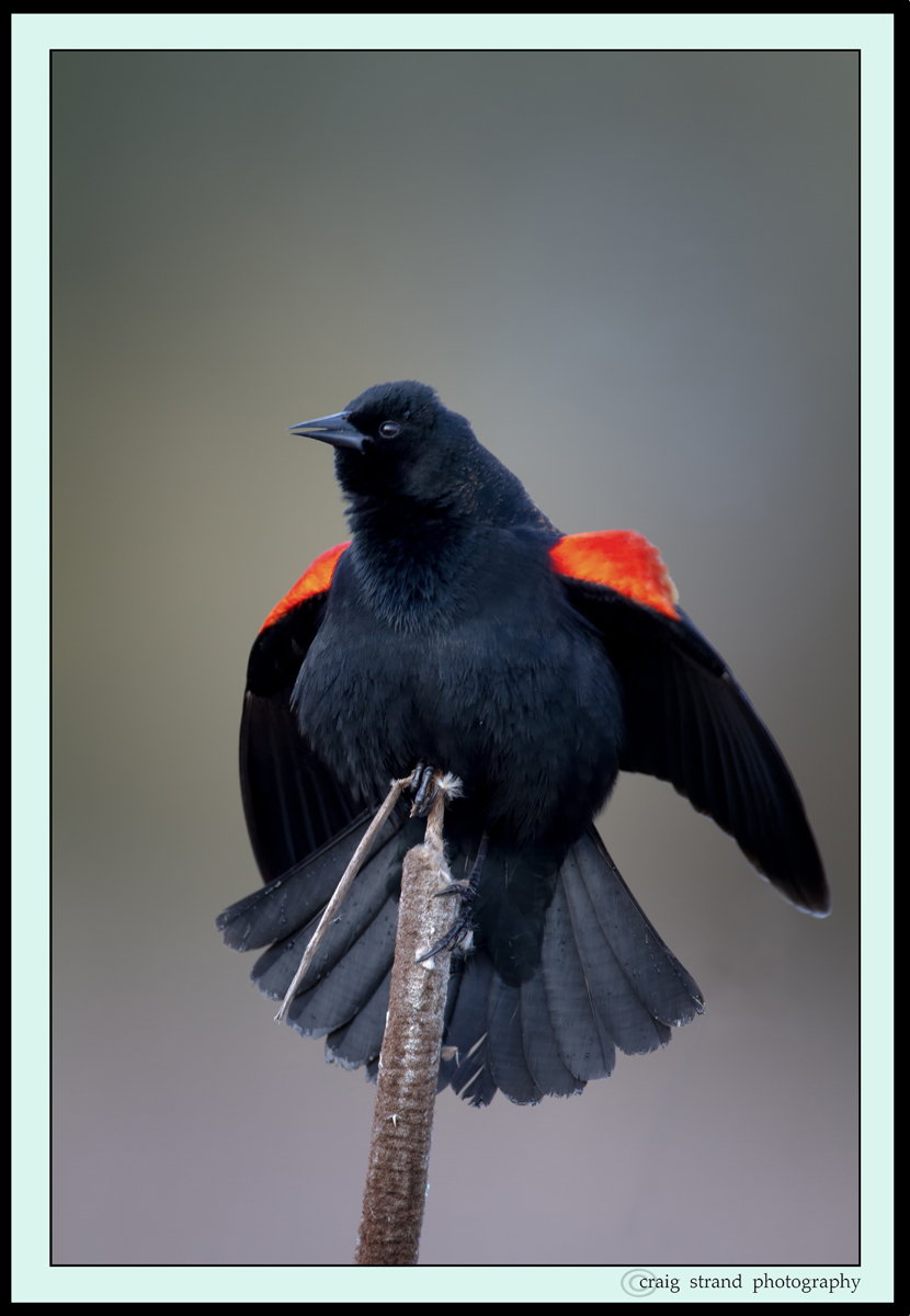 Red Winged Blackbird