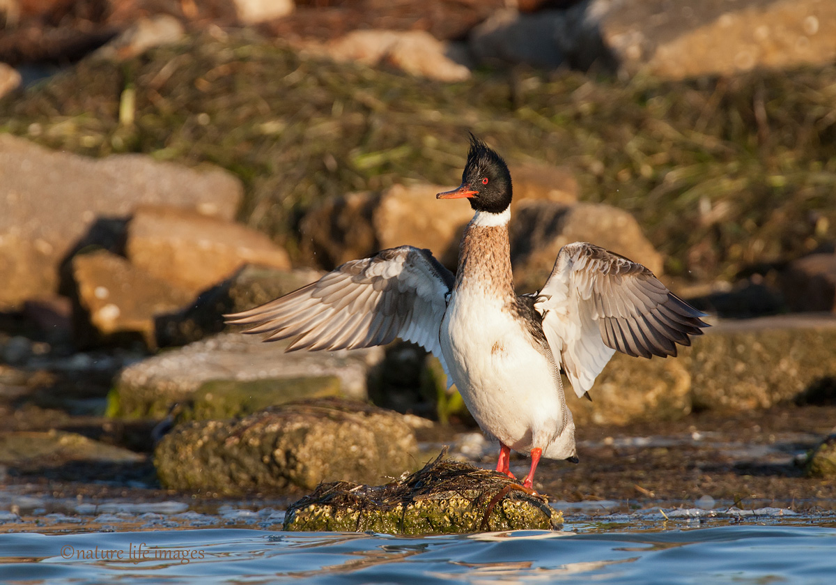 Hansome merganser