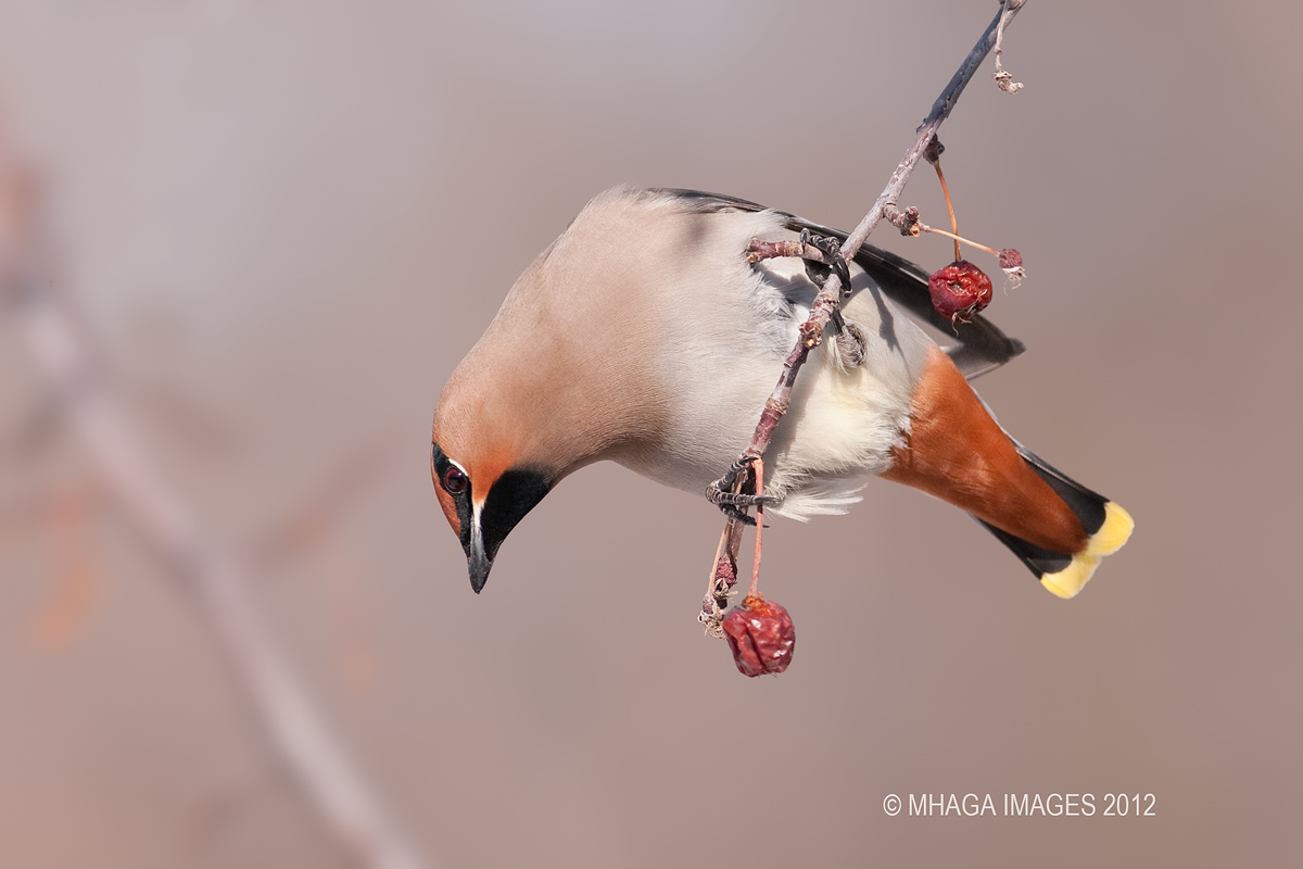Bohemian Waxwing + Repost