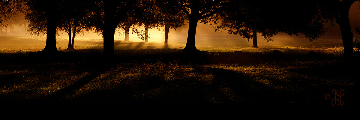 Morning Light