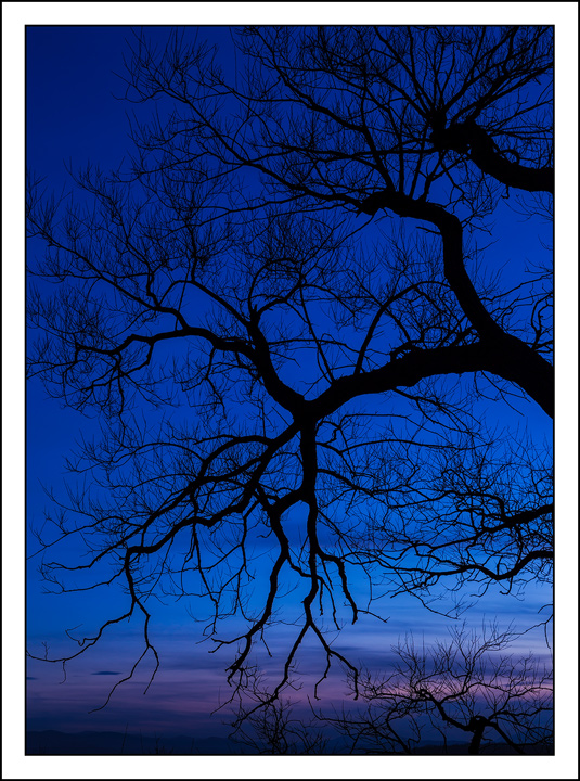 Winter's Bones