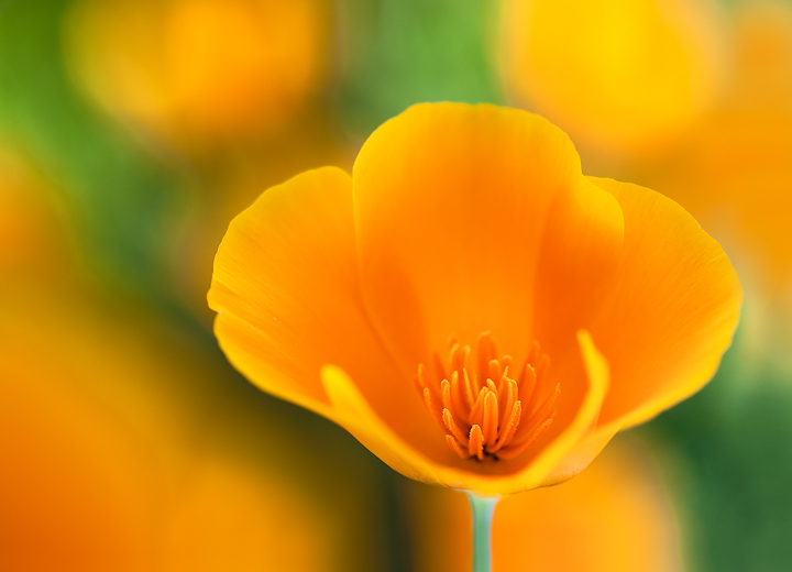 Spring Delight
