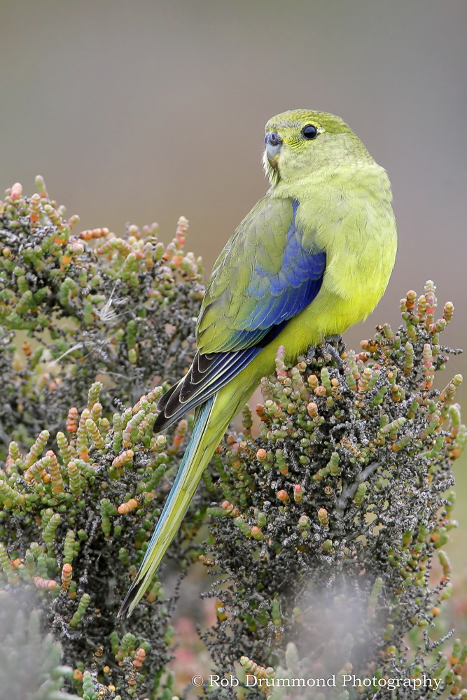 Blue-winged Parrot