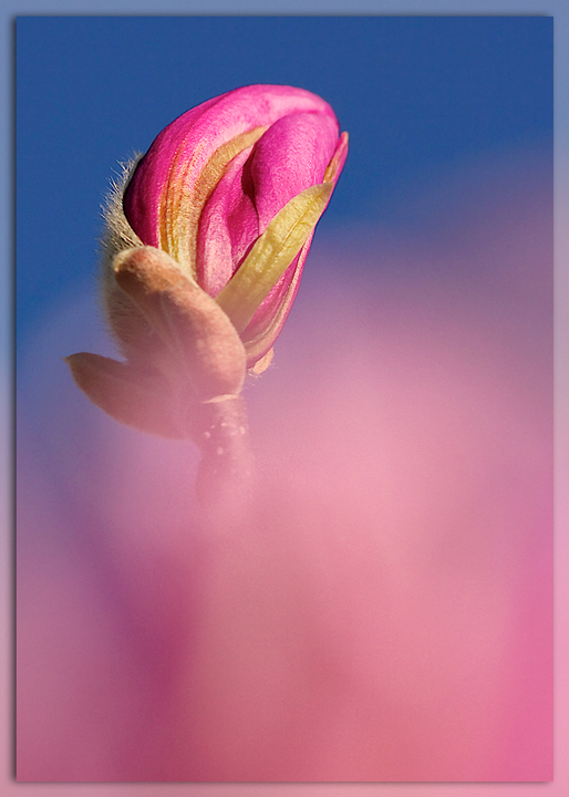 Magnolia Bud