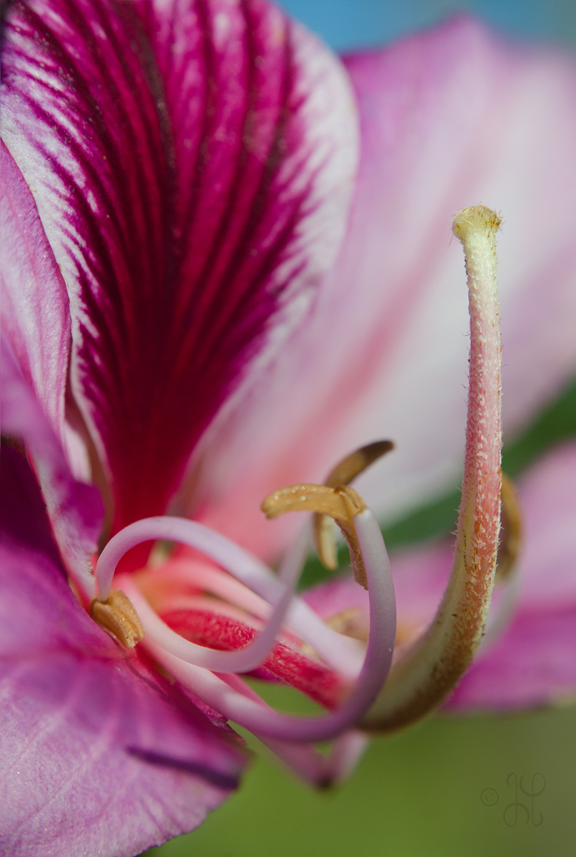 Multi Focal Plane Macro
