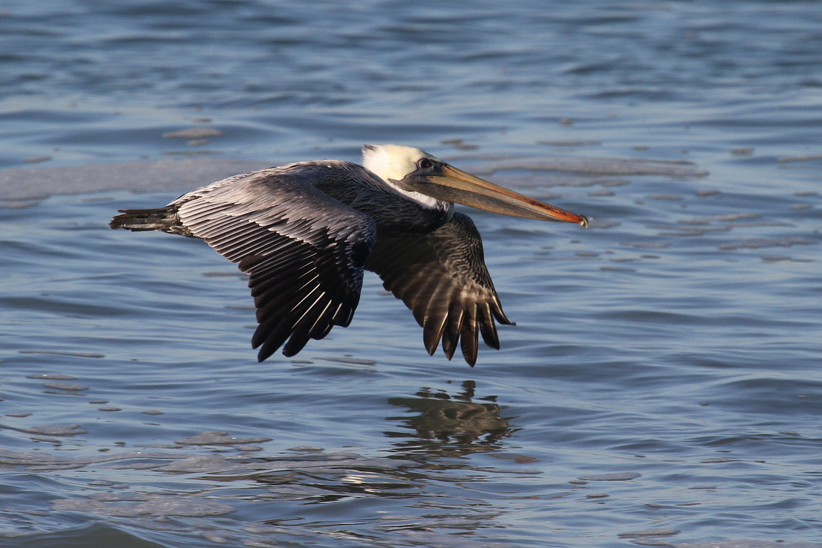 Slow Glide