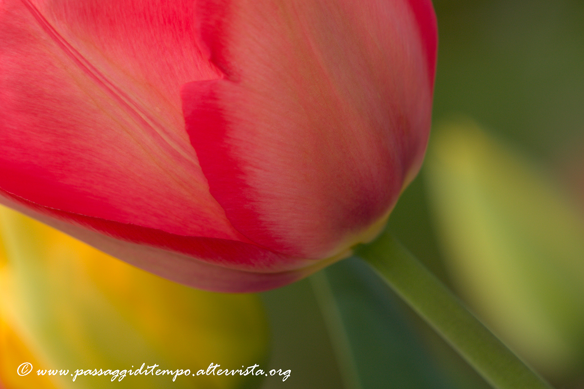 Spring! What else?