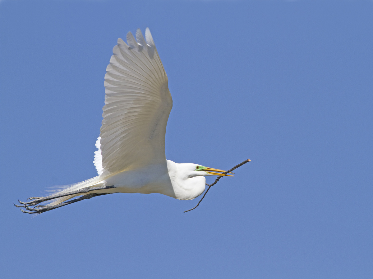 Nesting Great Egret