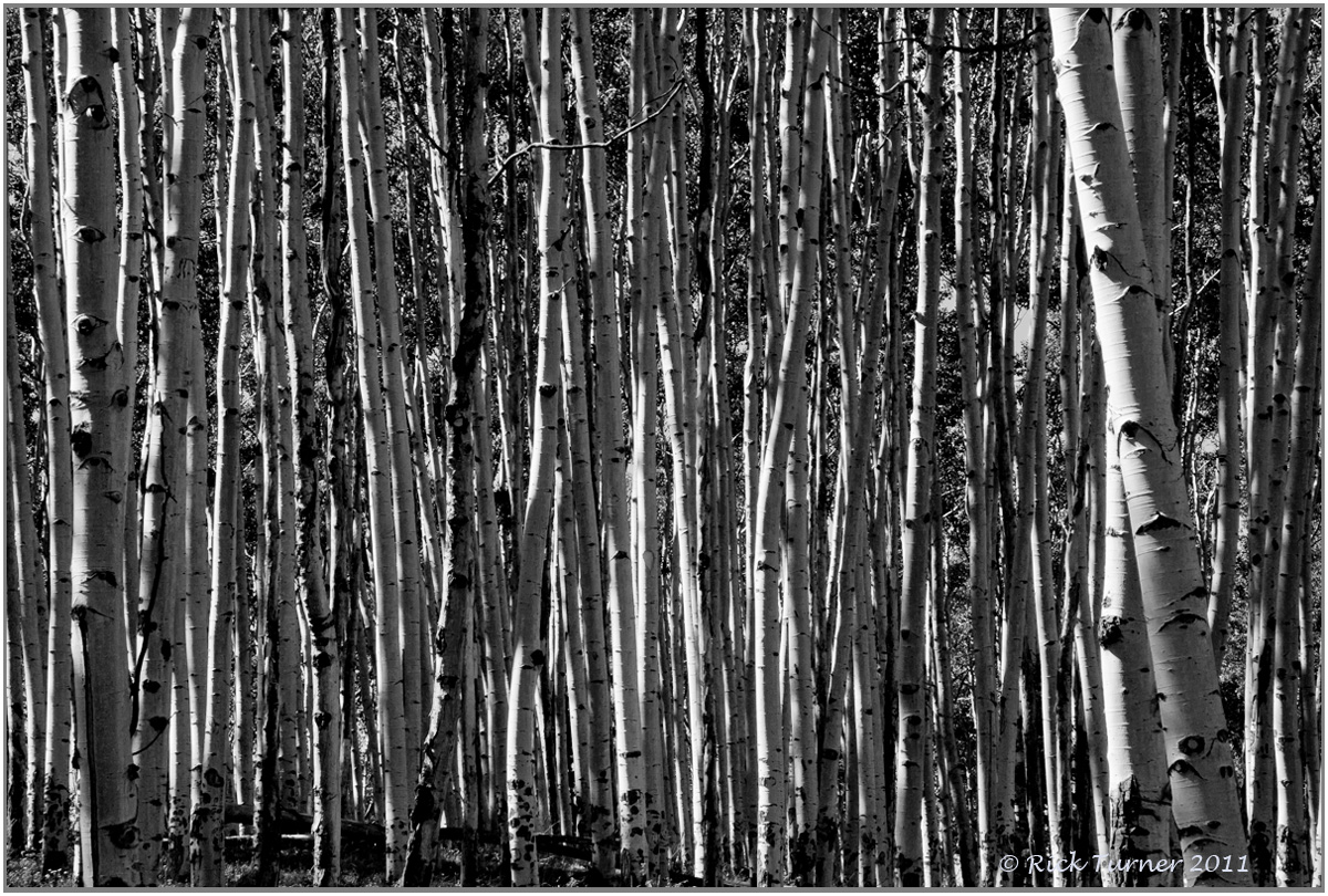 Aspen Grove