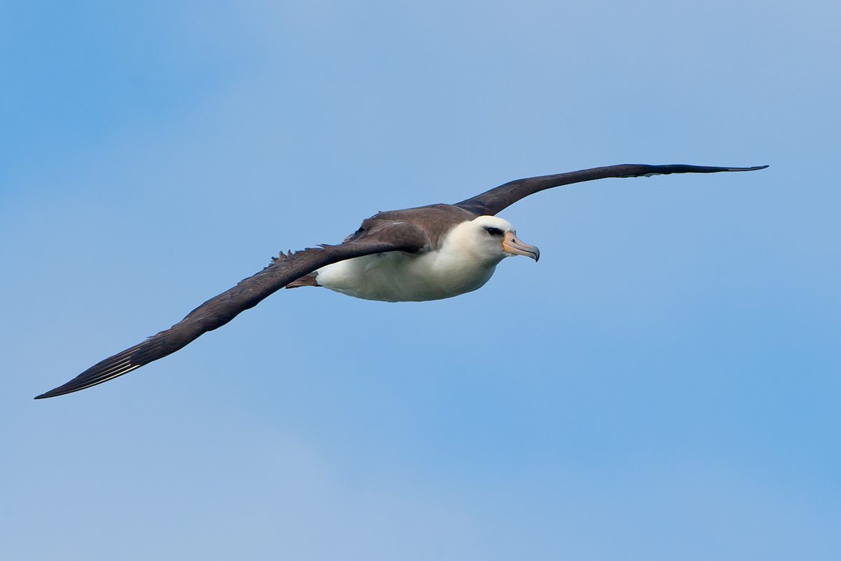 Laysan Albatross
