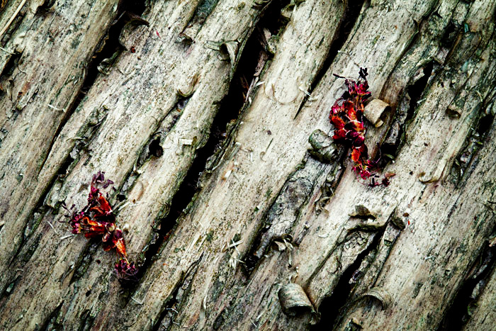 old birch