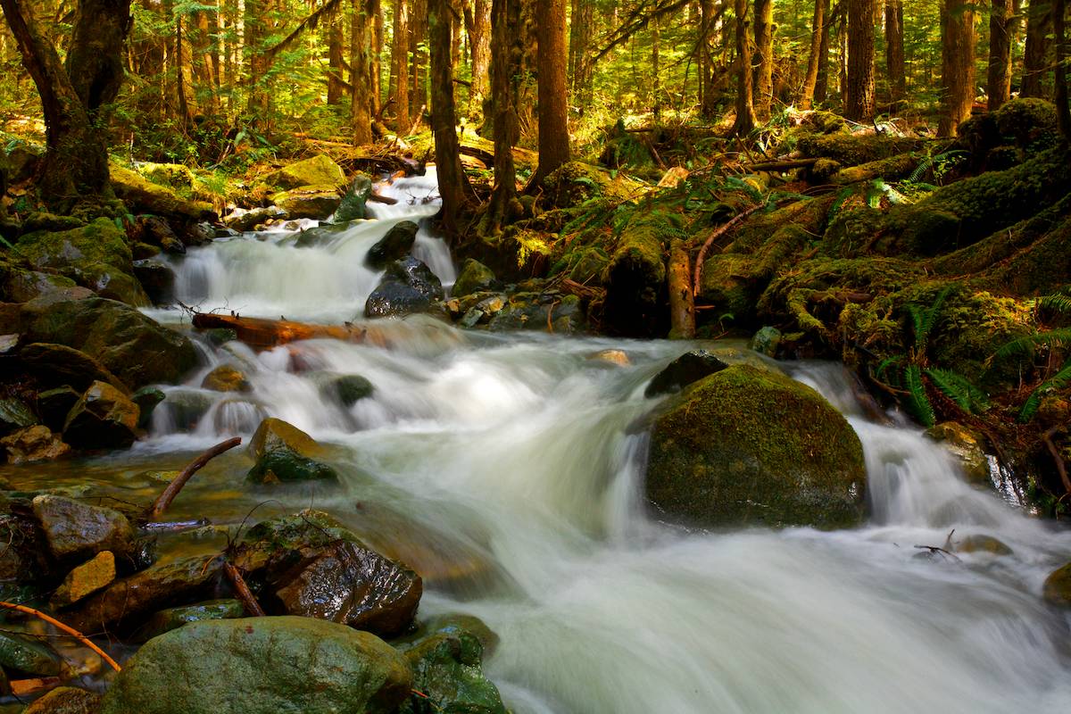 Forest Song...