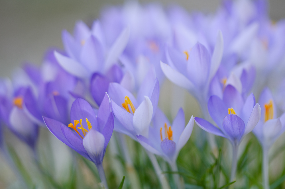 Crocus # 2