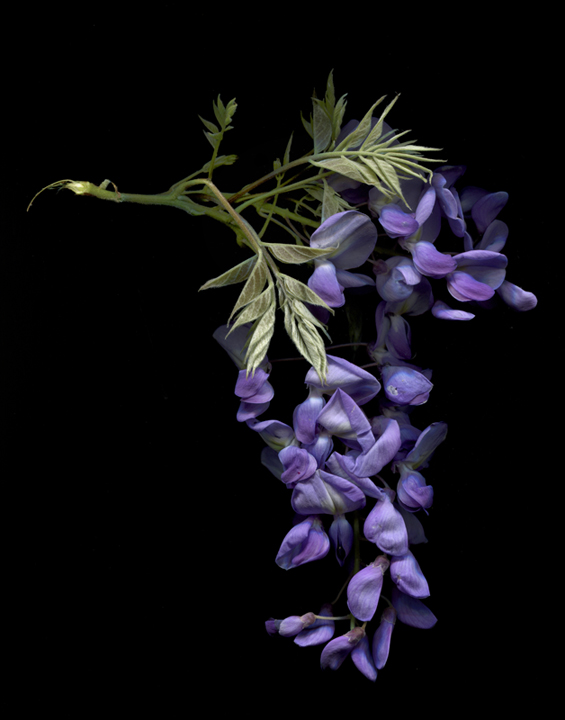 Spring Wisteria