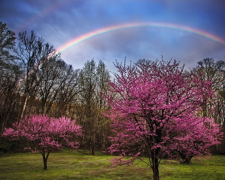 Paradise Grove