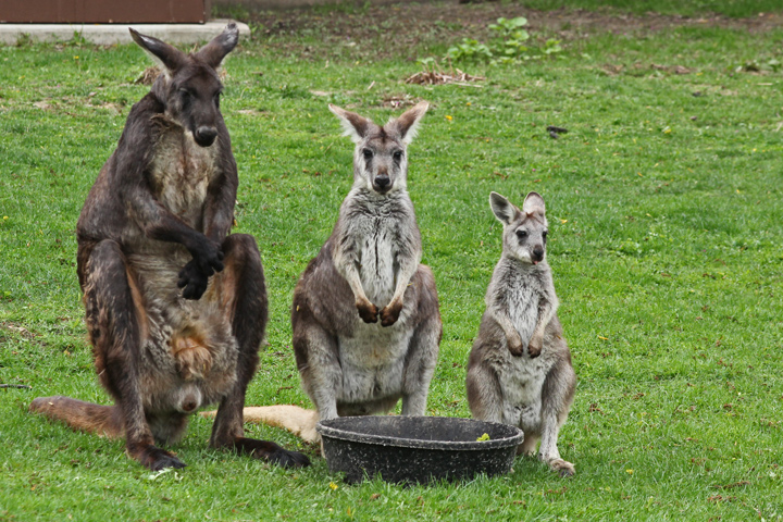 Wallaroo Family  (C)