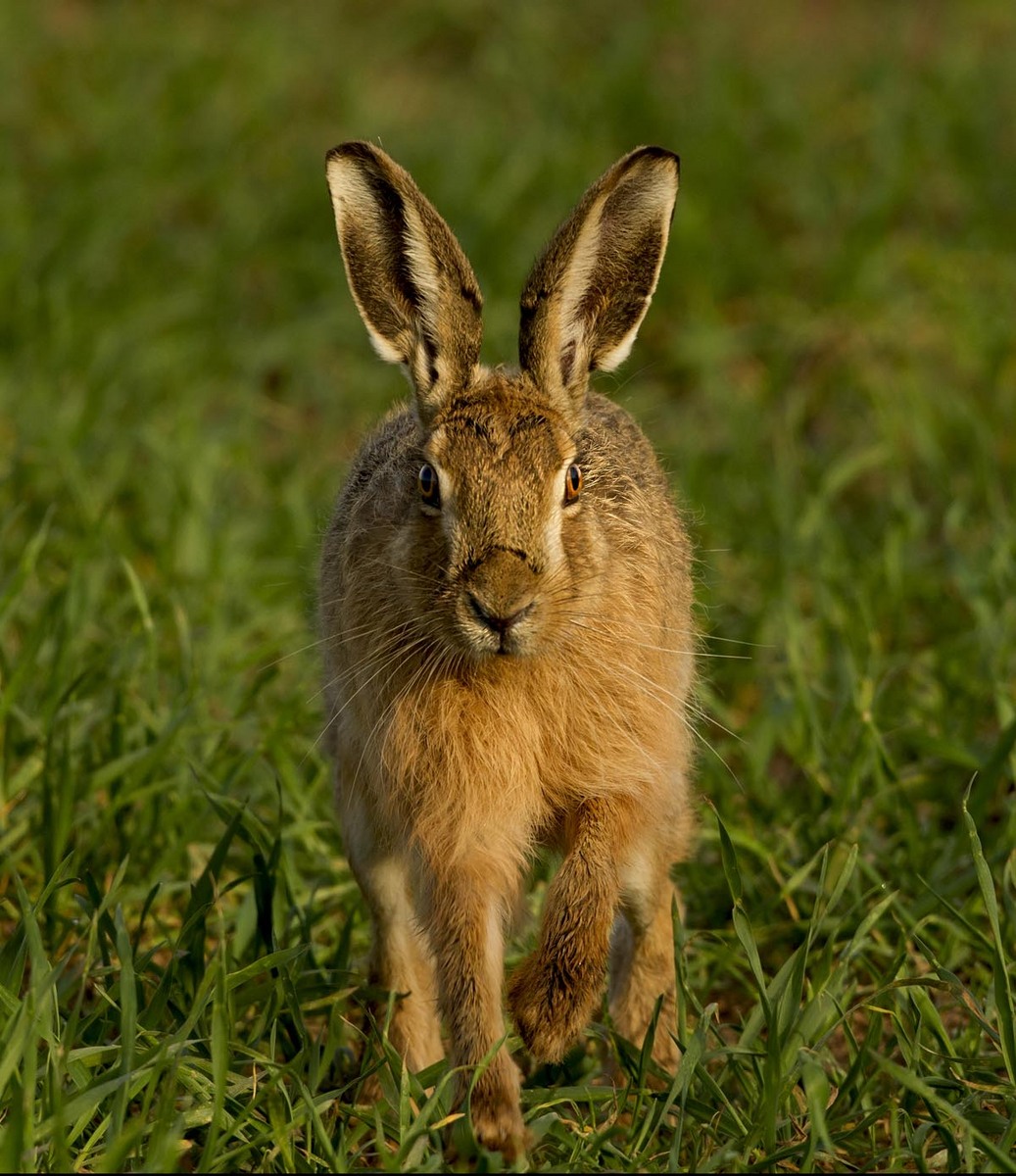 Brown Hare 