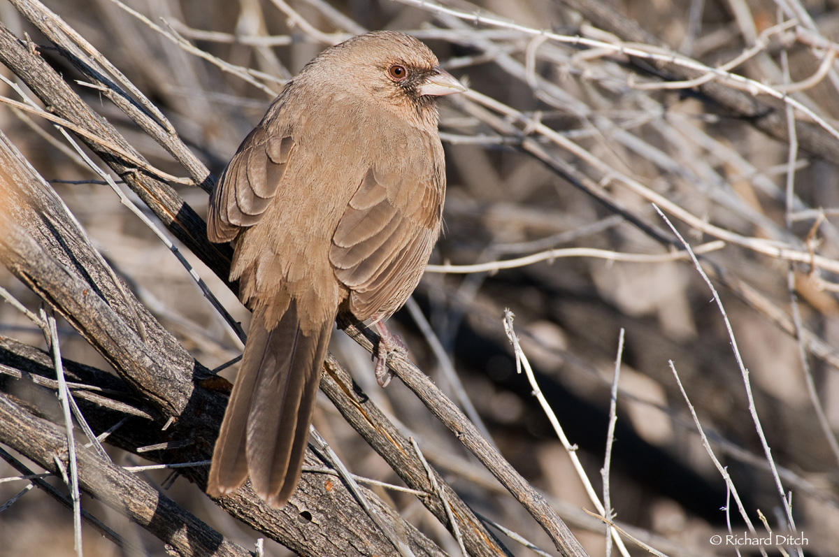 Abert's Towhee