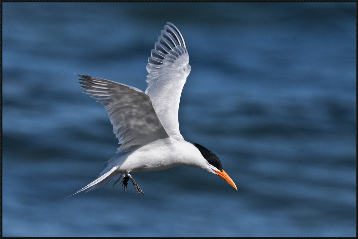 Royal Tern