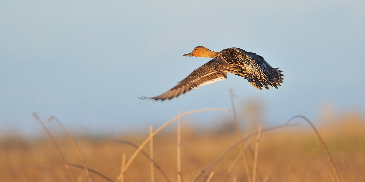 Hen Pintail