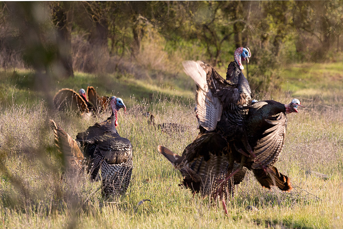 Fightin' Not Struttin'