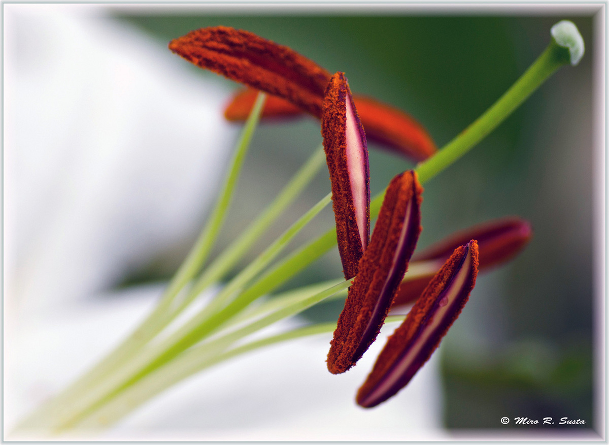 Christmas Lily