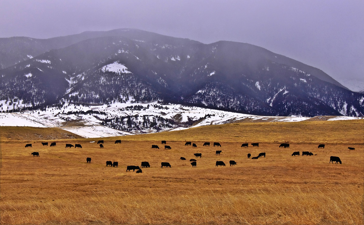 Winter Range