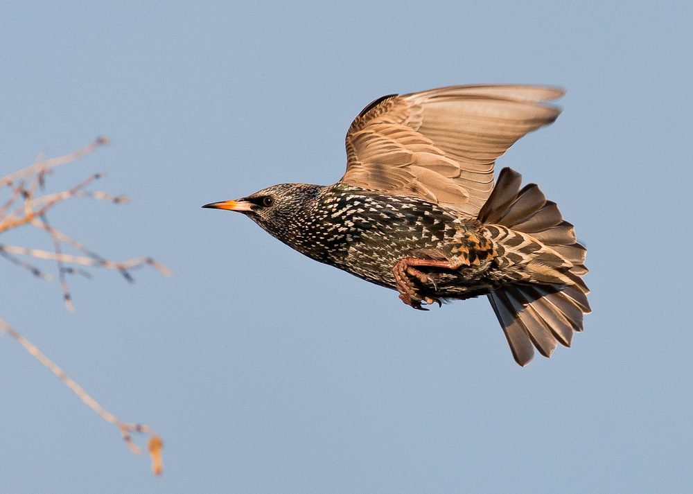 Starling
