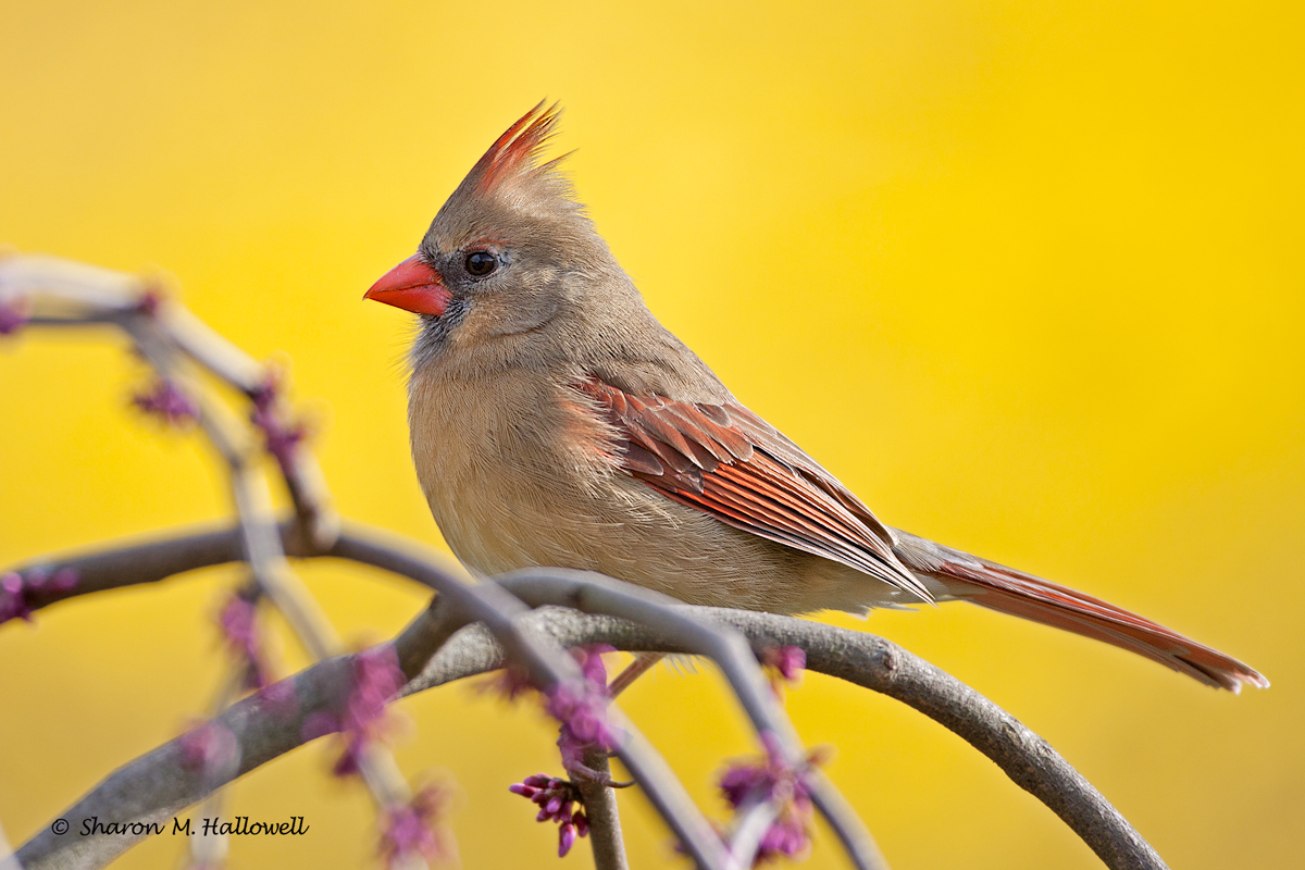 Cardinal
