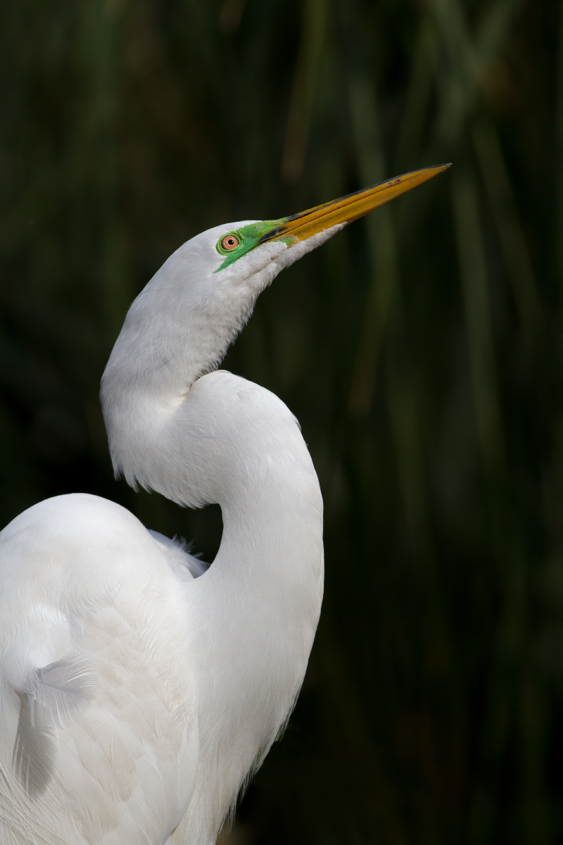 Great Egret