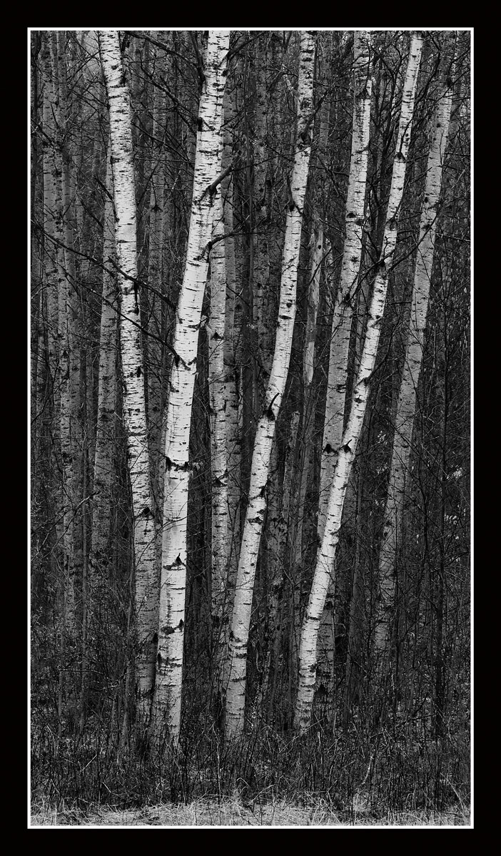 Foggy Aspen