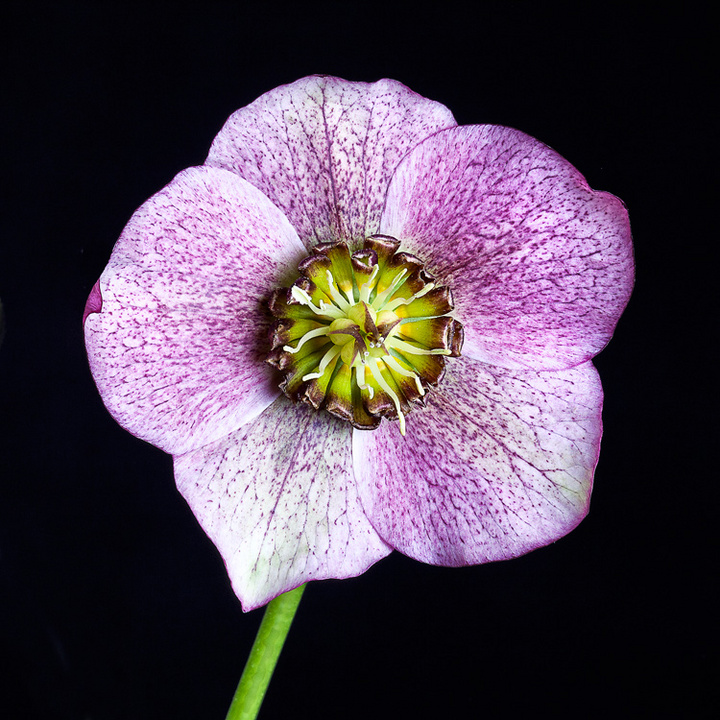 Spring Hellebore
