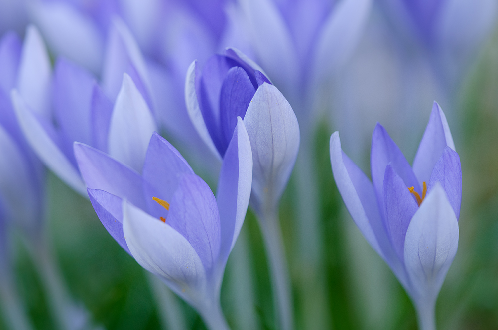 Crocus series #3