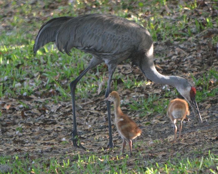 momma and chicks