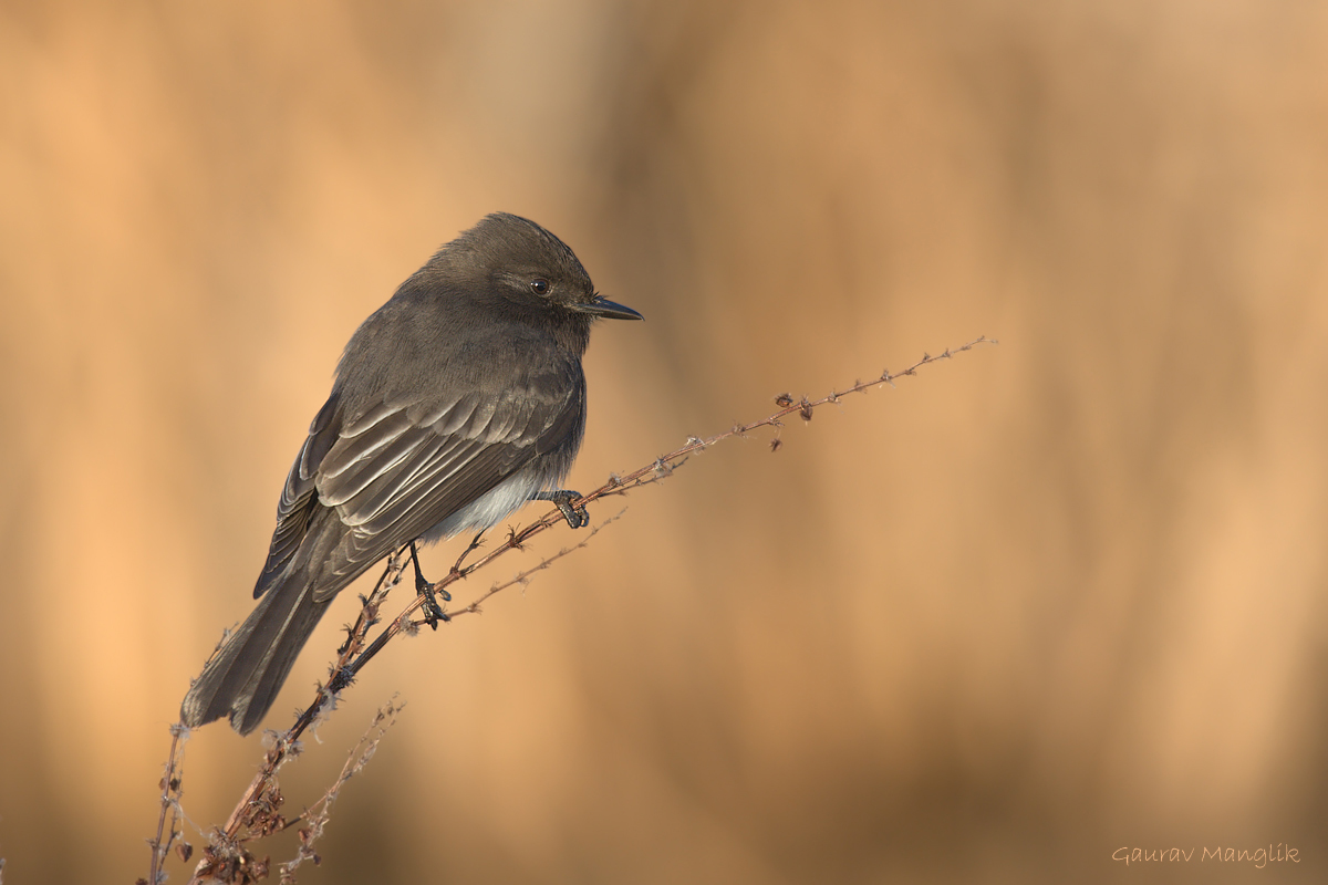 Black Phoebe