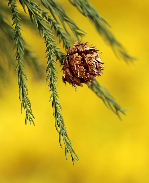 Reach for the gold