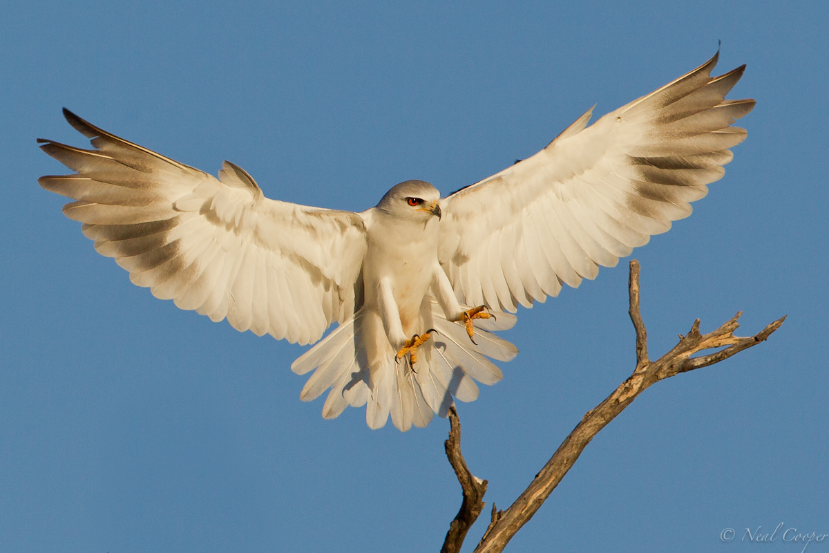 Black Shouldered Kite