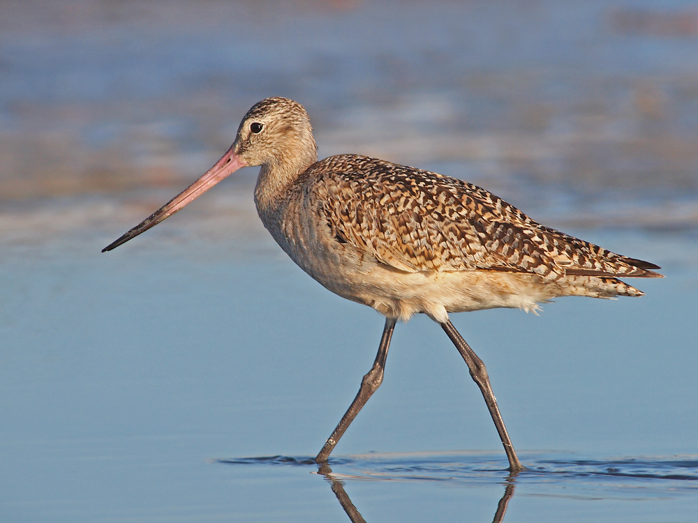 Marbled Godwit