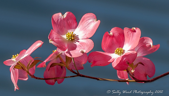 Delicate Dogwood