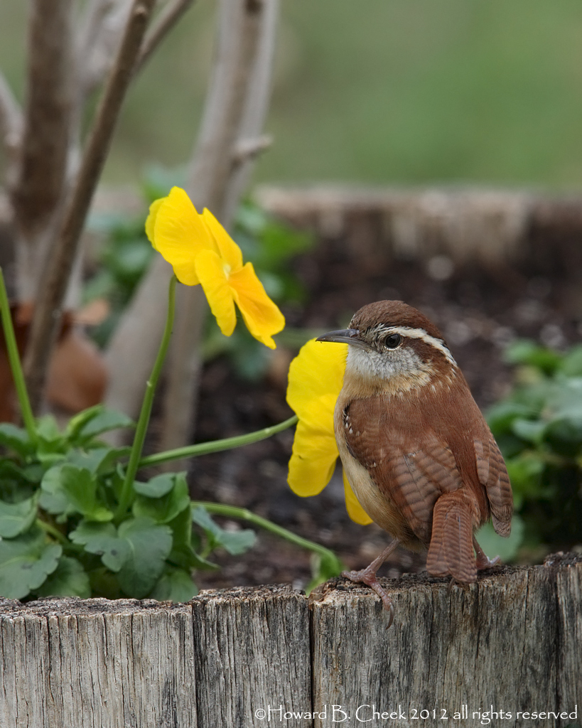 Pansy Poser
