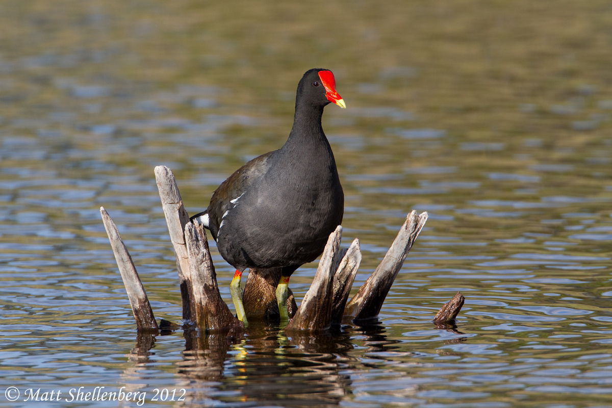 Common Gallinule
