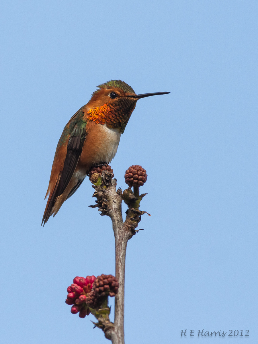 Allen's Hummingbird?
