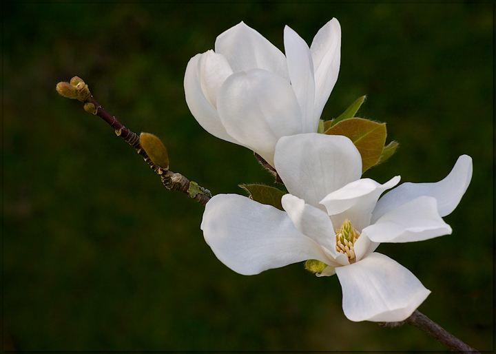 Magnolias