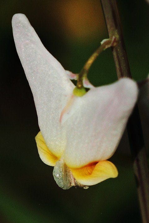 Dutchmans Breeches