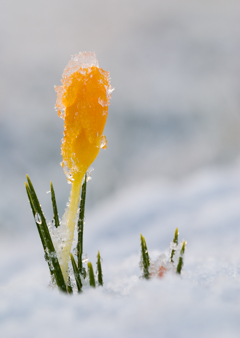 #528 Winter's End