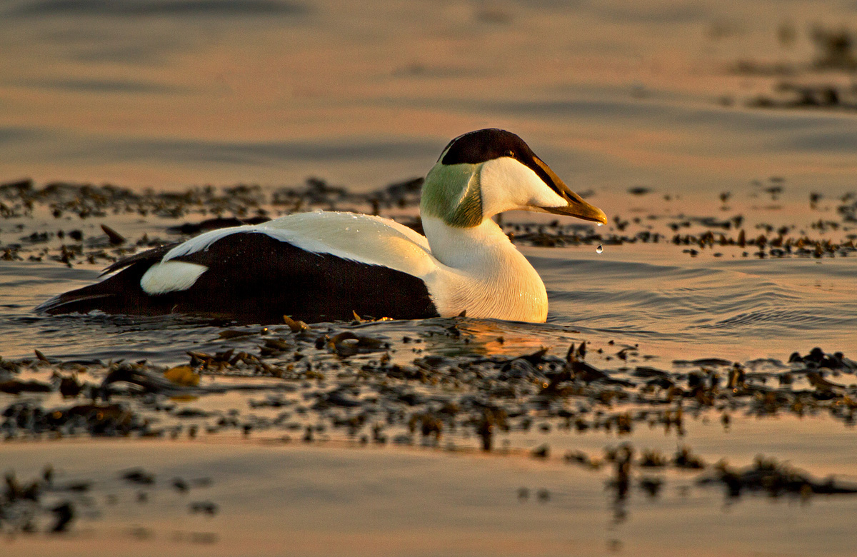 EIDER AT SUNRISE